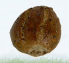 �vaxtabrau�